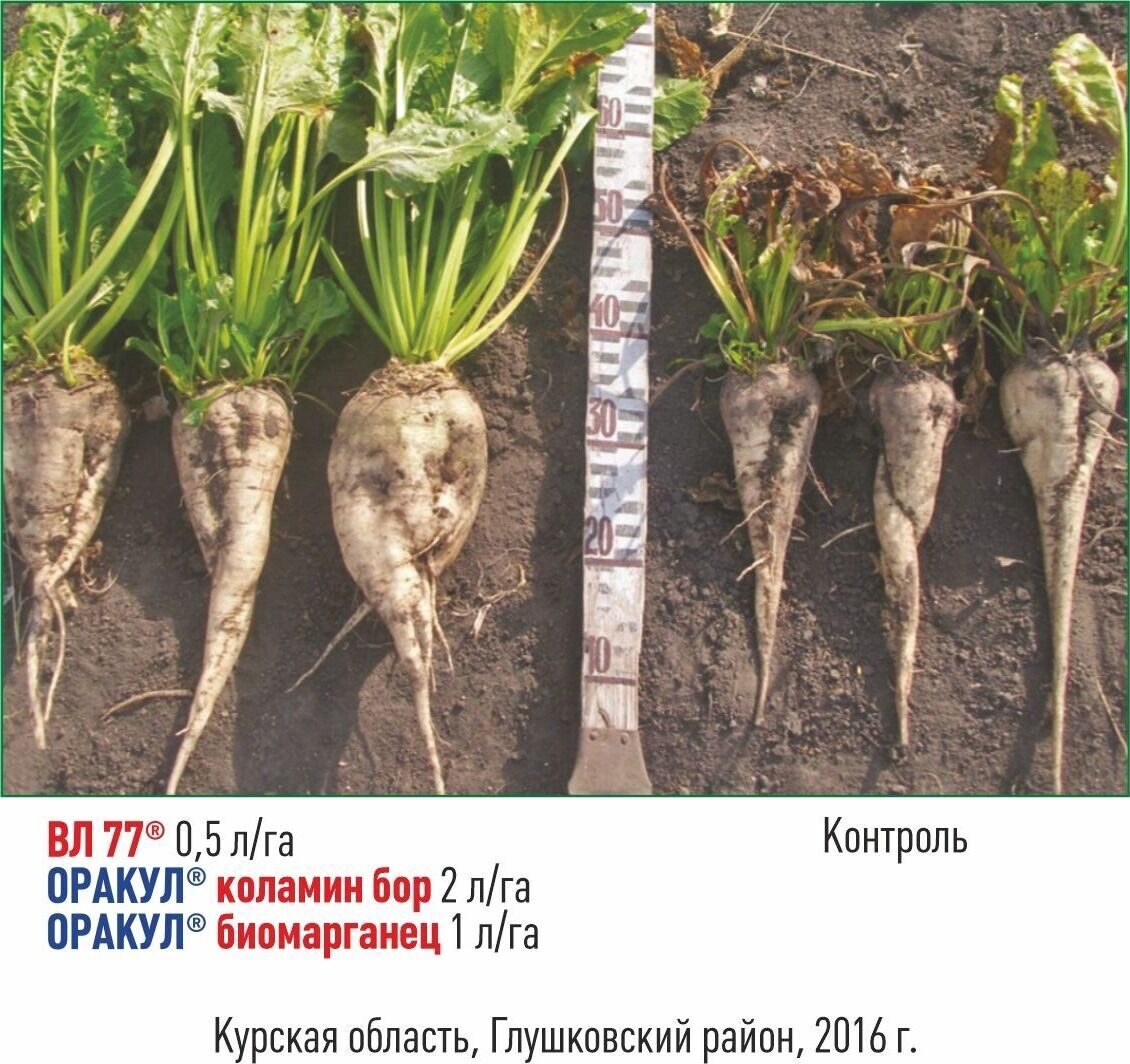 Схема посадки свеклы и моркови в открытом грунте