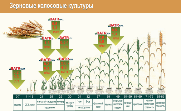 зерновые колосовые Батр