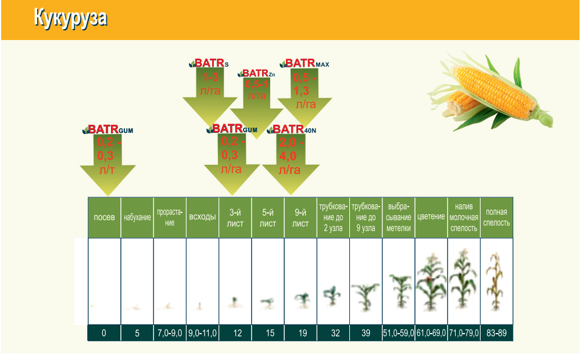 Кукуруза Батр