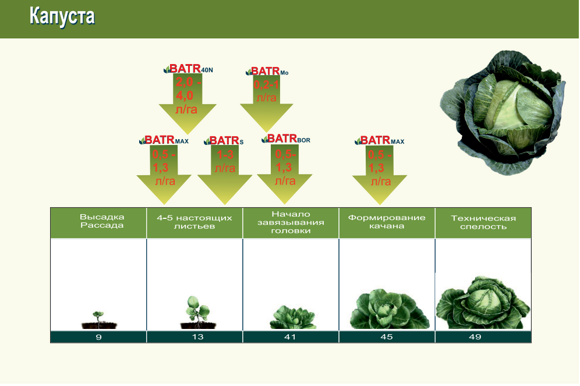 капуста Батр
