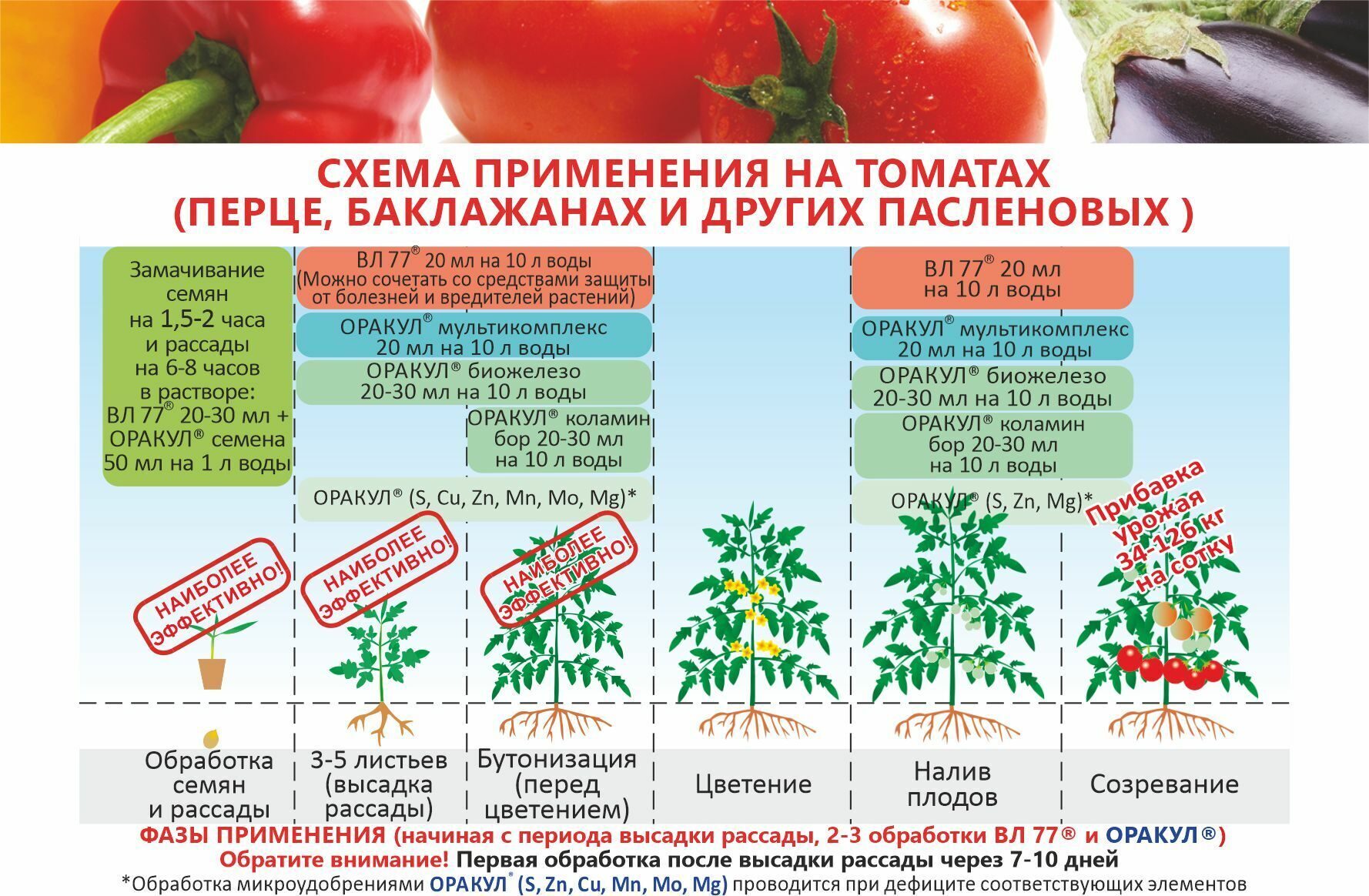При какой температуре выращивать рассаду томатов