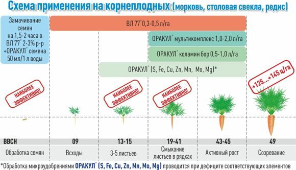 13_korneplod