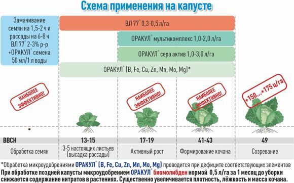 11_kapusta